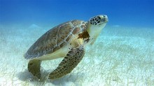 Green Sea Turtle Belize