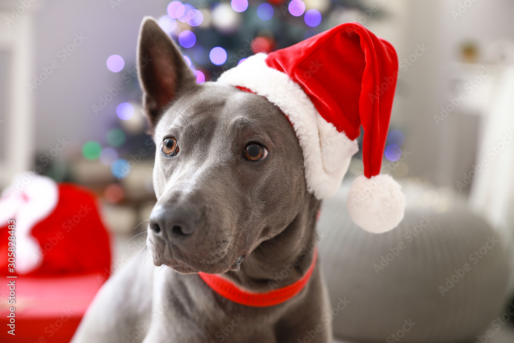 Cute dog with Santa hat in room decorated for Christmas