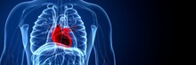 3D Illustration Of Human Body Organs Heart Anatomy