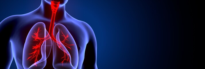 3D Illustration of Human Respiratory System Lungs Anatomy