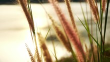 Beautiful Sunset In The Mountain. Meadow Landscape Refreshment With Golden Sunray   Sun Flare And Water Reflection In Big Lake ,hd Slow Motion Video.