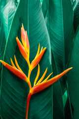 colorful exotic flower on dark tropical foliage nature background, tropical leaf