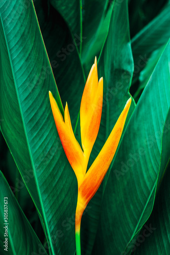 Dekoracja na wymiar  kolorowy-egzotyczny-kwiat-na-ciemnym-tle-tropikalnych-lisci-tropikalny-lisc