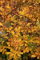 Wall Mural - Fall Foliage Yellow Leaves