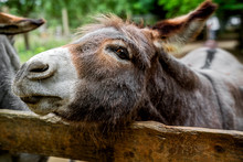 A Short Little Donkey Leaning Longingly Over A Tall Fence.