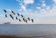 Migratory Birds On Poyang Lake