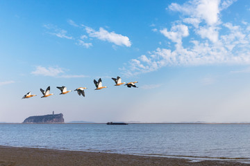 Canvas Print - beautiful shoe hill and ruddy shelduck