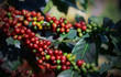 .Close up, coffee berry ripening on tree, coffee beans  Blur background.