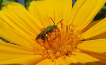 Green Bee On Yellow Flower