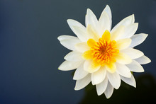 Yellow Lotus Flower Blooming And Copy Space.