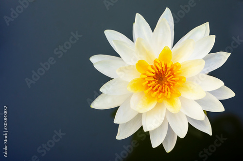 Yellow lotus flower blooming and copy space. Poster Mural XXL