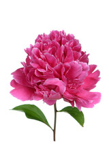 Poster - blooming pink peony