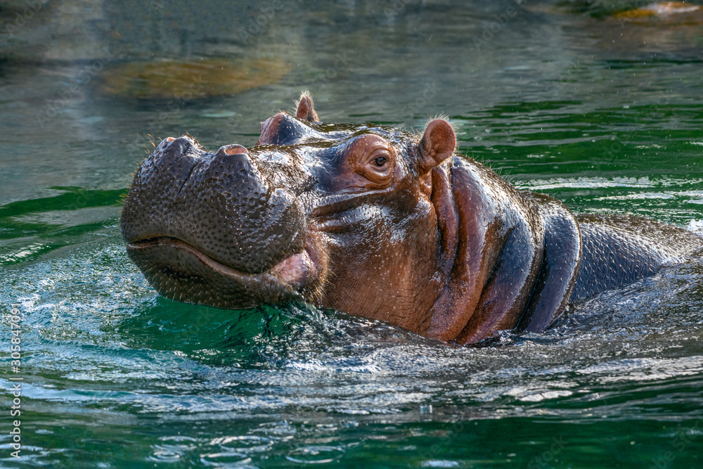 hippopotamus - (Hippopotamus amphibius) In the water - obrazy, fototapety, plakaty 