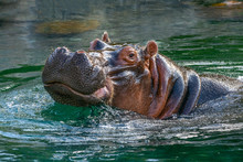 Hippopotamus - (Hippopotamus Amphibius) In The Water