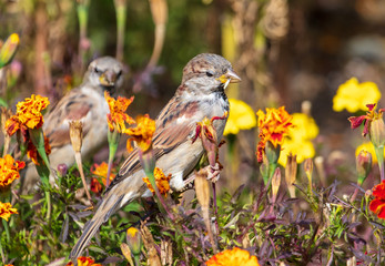 Portrait of a sparrow on flowers