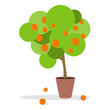 Orange tree. Realistic orange tree in a pot with hanging ripe oranges. Cartoon vector illustration of an orange tree.