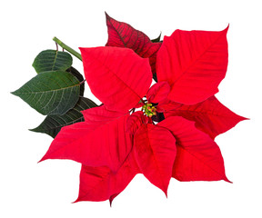 Wall Mural - Close up of red Poinsettia, Christmas Star flower bracts (Euphorbia pulcherrima). Isolated on white background.