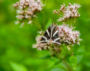 Canvas Print - Jersey tiger moth