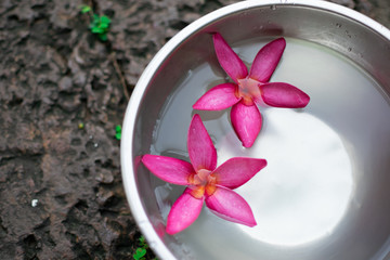 Wall Mural - flower in a bowl