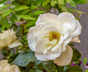 Poster - rose flower in natural back