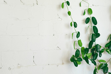 Wall Mural - Close up of green indoor plant on white wall, interior decoration