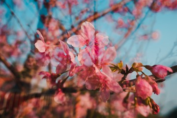 Poster - Closeup of pink cherry blossom flowers taken through glass