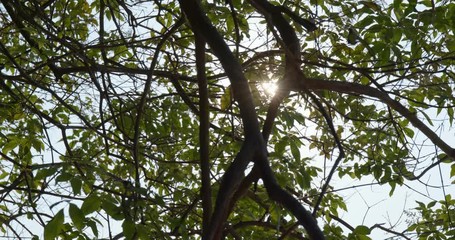 Poster - Green tree branch with sunlight ray