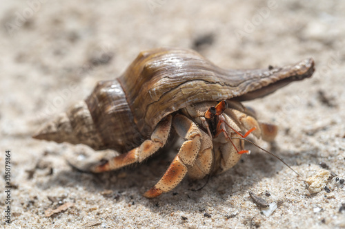 Fotomural Hermit crab on the sandy beach on the island of Zanzibar, Tanzania, Africa
