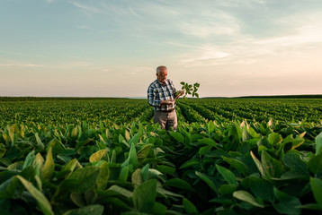 senior farmer standing in soybean field examining crop at sunset.