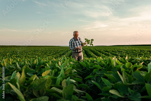 Fotografía Senior farmer standing in soybean field examining crop at sunset.