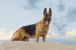 German Shepherd Dog stand on sand at the beach on cloudy day.