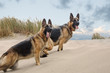 Two German Shepherd Dog stand on sand at the beach on cloudy day.