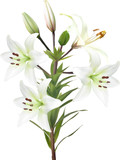 Fototapeta Tulipany - four white lily blooms and buds on stem