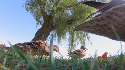 Wall Mural - Close-up from a wild ducks (Anas platyrhynchos)