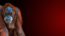 Banner With Portrait Of Funny Colorful Asian Sumatran Orangutan At Gradient Reddish Background With Copy Space For Text, Adult, Details