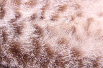 brown tabby cat fur for background