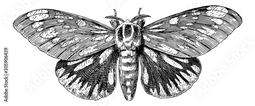 Photographie Regal Moth (Citheronia Regalis) - Vintage Engraving Illustration
