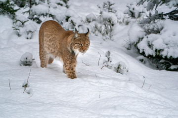 Wall Mural - lynx in the snow portrait coming to you