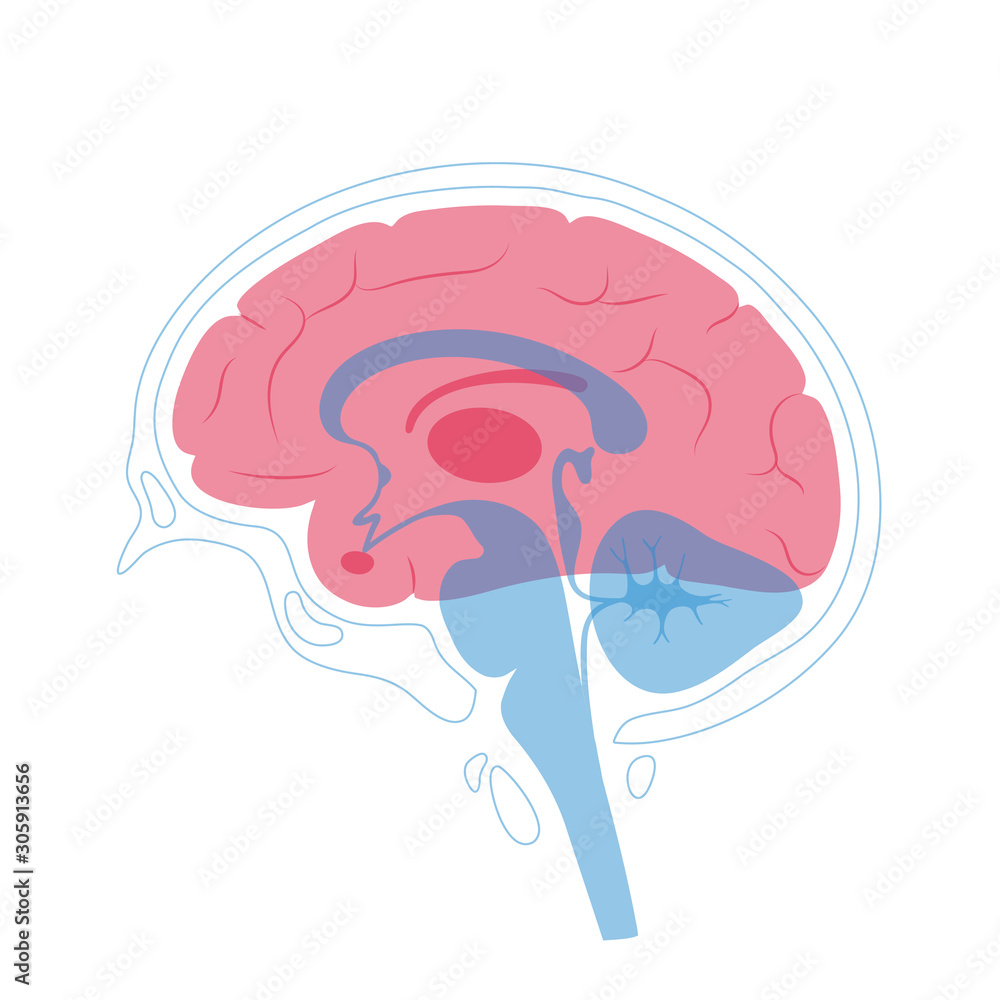 Vector illustration of human brain anatomy Stock Vector | Adobe Stock