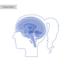 Sticker - Vector isolated illustration of Pineal gland