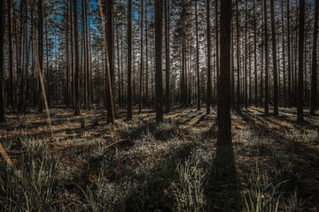 Poster - Sunset in a pine forest