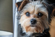 Closeup of a Yorkshire terrier