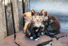 A Small Kitten From A Small Flock Of Homeless Street Kittens Looks With Care. Homeless Abandoned Animals Alone With Themselves. A Flock Of Stray Cats On A City Street.
