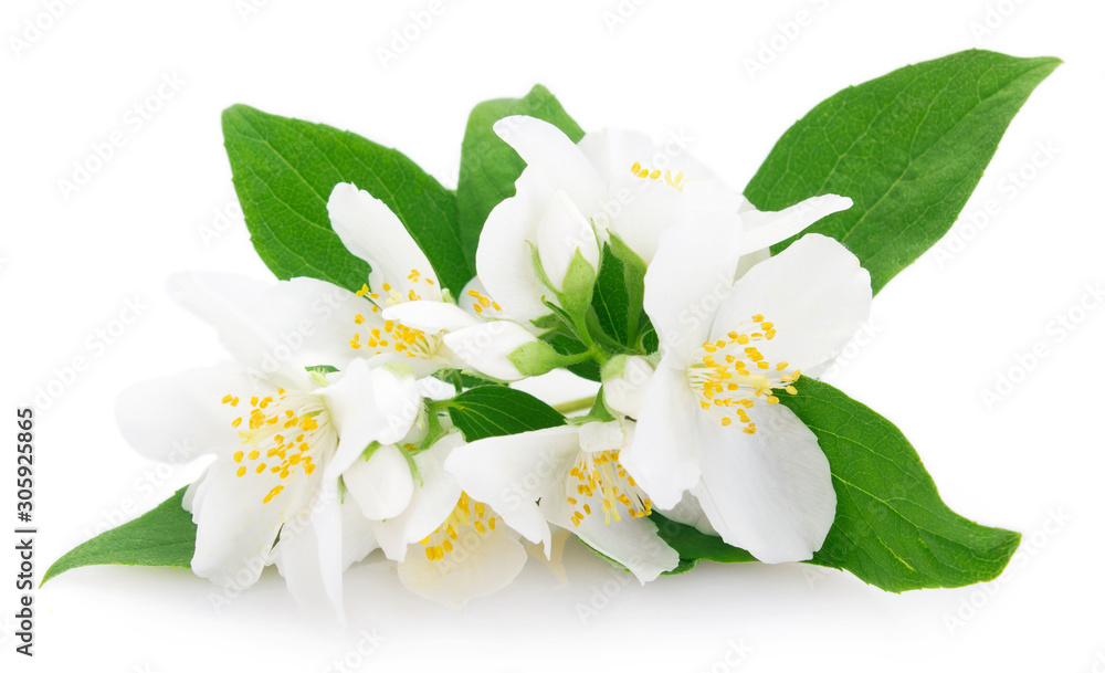 Fresh jasmine on white background - obrazy, fototapety, plakaty 