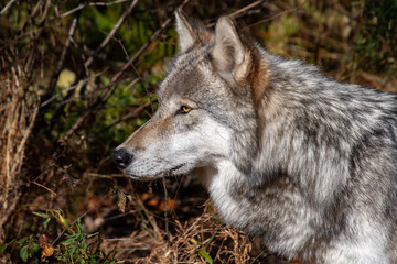  A side view closeup of a timber wolf's head as he stares into the forest
