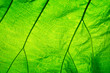 © scenery1 - Abstract green leaf texture for background