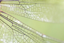 Wing Of A Dragonfly With Green Background Close Up