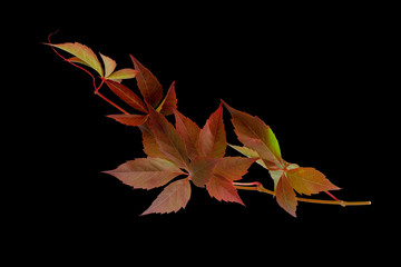 red autumn leaves. wild grape branch isolated on black background