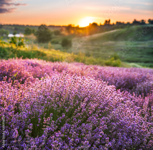 Colorful flowering lavandula or lavender field in the dawn light. Canvas Print