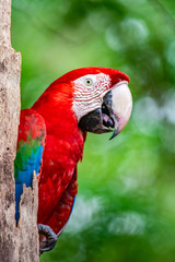 Wall Mural - blue and yellow macaw